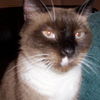 Sammie ~ FIV