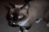 Sammie ~ FIV