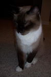 Sammie ~ FIV