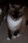 Sammie ~ FIV