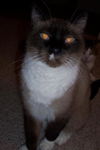 Sammie ~ FIV