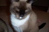 Sammie ~ FIV