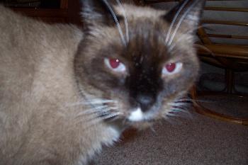 Sammie ~ FIV