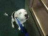 Keesh the Dalmation/ Lab