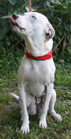 Keesh the Dalmation/ Lab