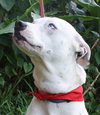 Keesh the Dalmation/ Lab