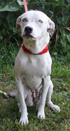 Keesh the Dalmation/ Lab