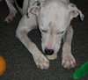 Keesh the Dalmation/ Lab