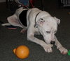 Keesh the Dalmation/ Lab
