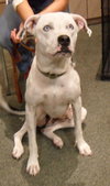Keesh the Dalmation/ Lab