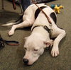 Keesh the Dalmation/ Lab