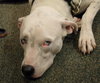 Keesh the Dalmation/ Lab