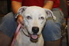 Keesh the Dalmation/ Lab