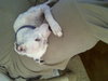 Keesh the Dalmation/ Lab