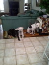 Keesh the Dalmation/ Lab