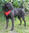 Koa the Lab