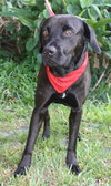 Koa the Lab