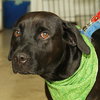 Koa the Lab