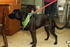 Koa the Lab