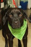 Koa the Lab