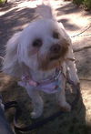 Madison the Maltese
