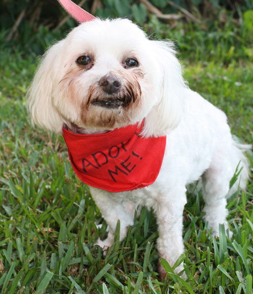 Madison the Maltese