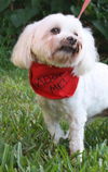 Madison the Maltese