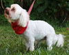 Madison the Maltese