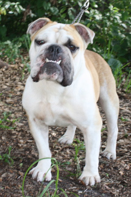Franky the English Bulldog