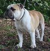 Franky the English Bulldog