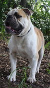 Franky the English Bulldog