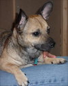 Ramon the Chihuahua Mix