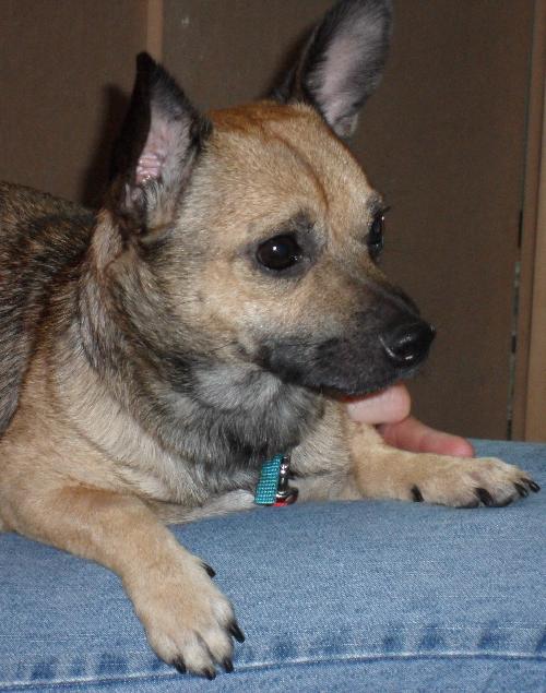 Ramon the Chihuahua Mix
