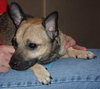 Ramon the Chihuahua Mix