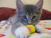 Quinn the Kitten