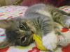 Quinn the Kitten