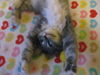Quinn the Kitten