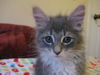 Macy the Kitten
