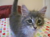 Macy the Kitten
