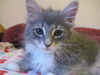 Macy the Kitten