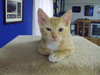 Tigger the Kitten