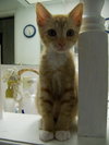 Jazz the Kitten