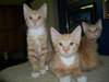 Jazz the Kitten