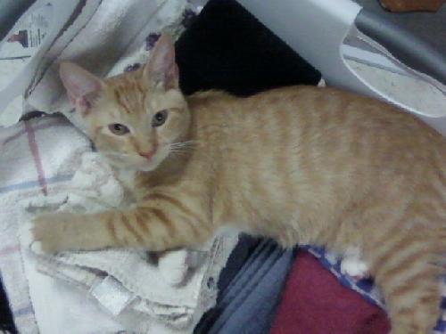 Jazz the Kitten