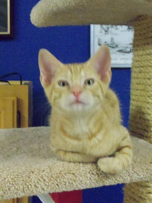 Hobbes the Kitten