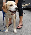 Jay the Little Lab