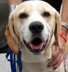 Jay the Little Lab