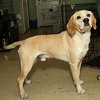 Jay the Little Lab