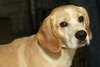 Jay the Little Lab