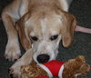 Jay the Little Lab
